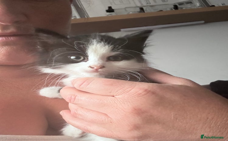 Mixed Breed cats in Buntingford - Advert 1