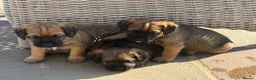 Border Terrier dogs for sale: KCR Border Terrier puppies  - Advert 6