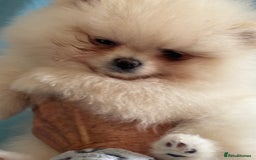 Pomeranian dogs for sale: Male Pomeranian  - Image 5