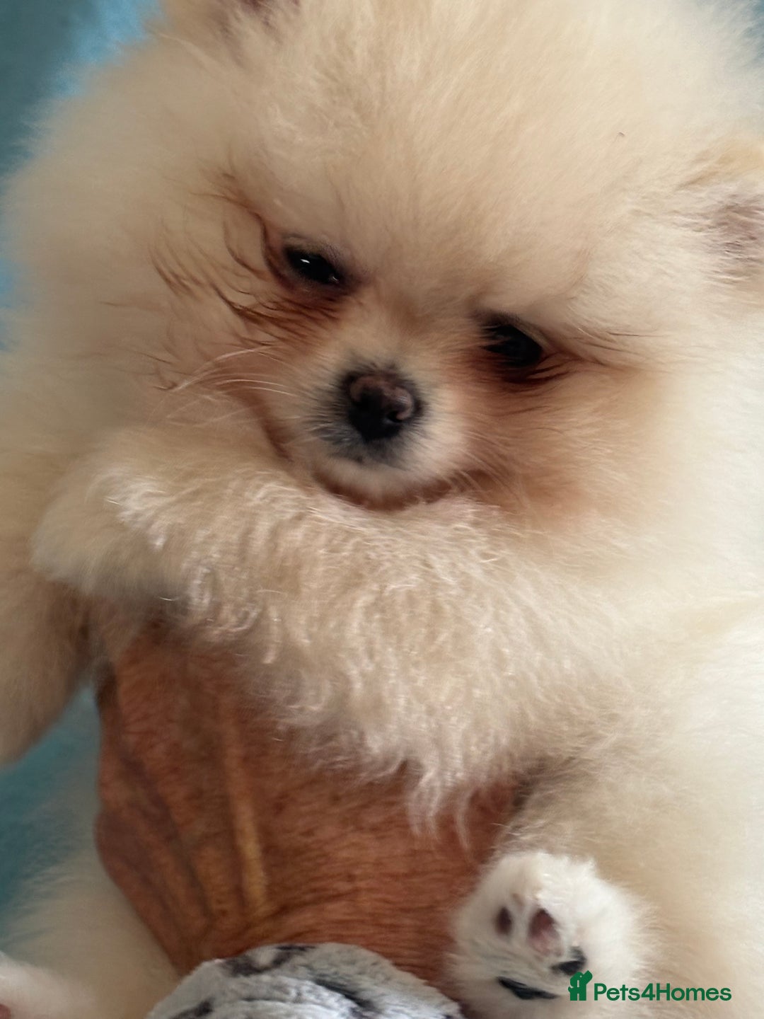 Pomeranian dogs for sale: Male Pomeranian  - Image 5