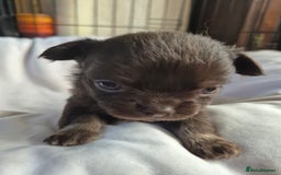 Chihuahua dogs for sale: 4 KC CHIHUAHUA GIRLS  - Image 12