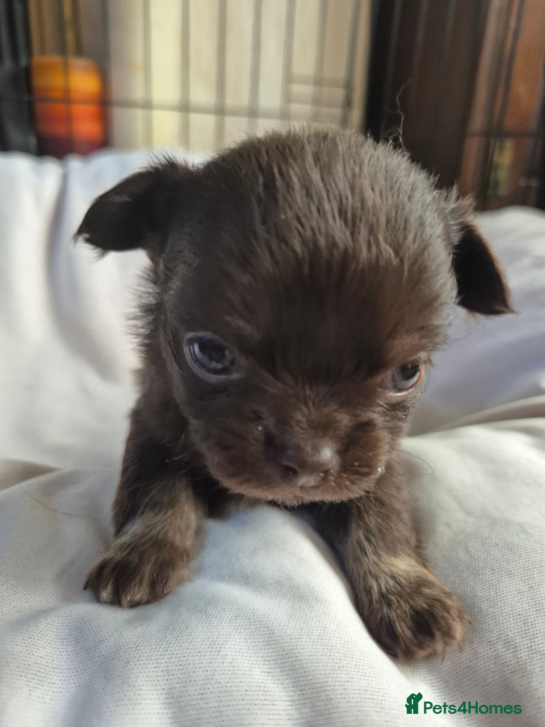 Chihuahua dogs for sale: 4 KC CHIHUAHUA GIRLS  - Image 12