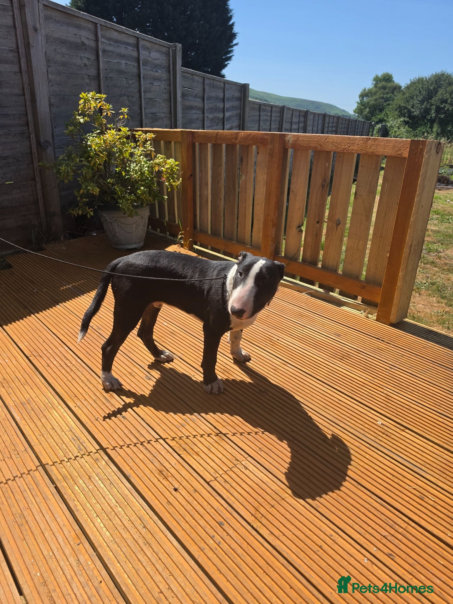 English Bull Terrier dogs Male English bull terrier pup - Advert 2