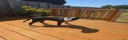 English Bull Terrier dogs for sale: Male English bull terrier pup - Advert 1
