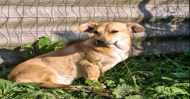 Mixed Breed dogs - Advert 13