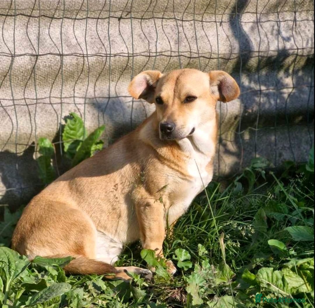 Mixed Breed dogs for adoption: 💖🐶 IRIS 🐶💖 - Image 2