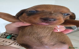 Dachshund dogs for sale: Dachshund tweenies for sale - Image 18