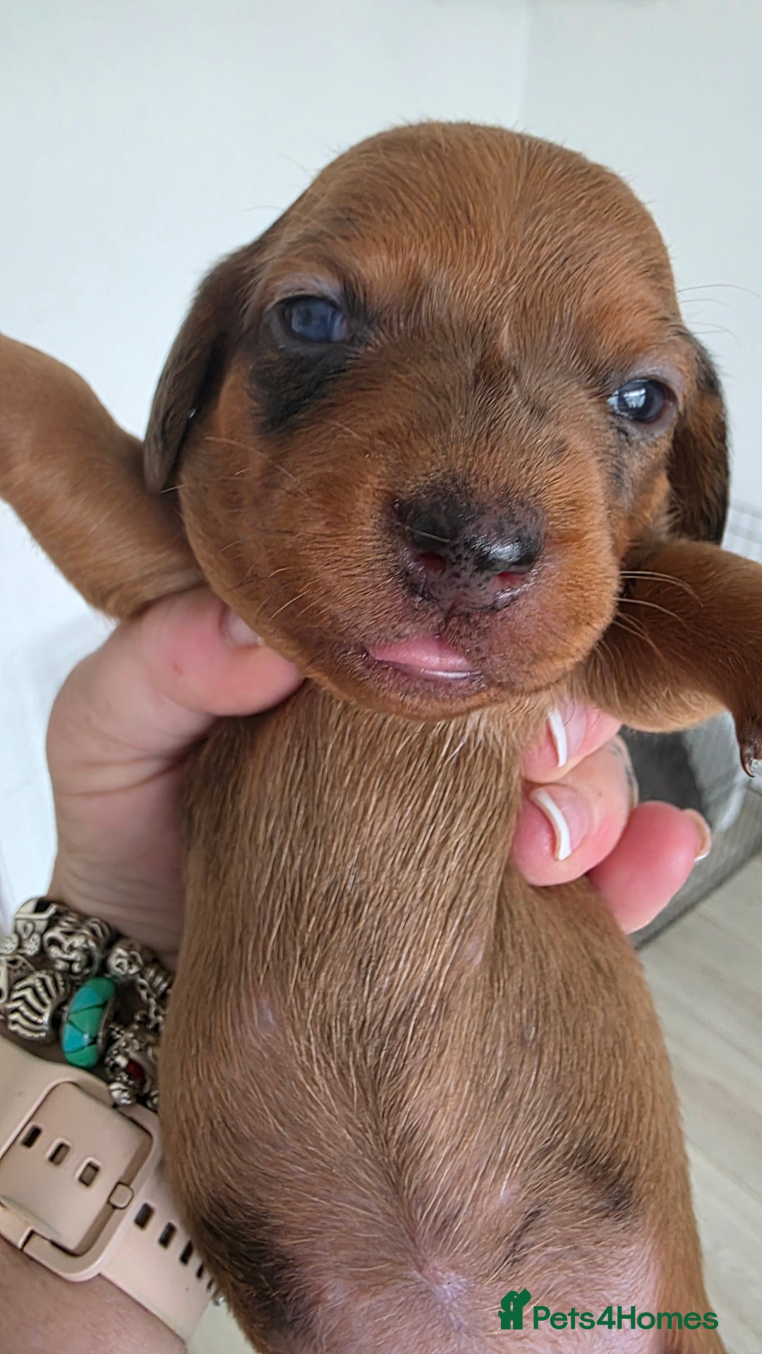 Dachshund dogs for sale: Dachshund tweenies for sale - Image 18