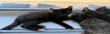 Jay - Tuxedo