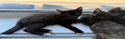 Mixed Breed cats for sale: 6 lovely kittens looking home - 🩷3 girls 🩵3 boys in Sutton-in-Ashfield - Advert 7