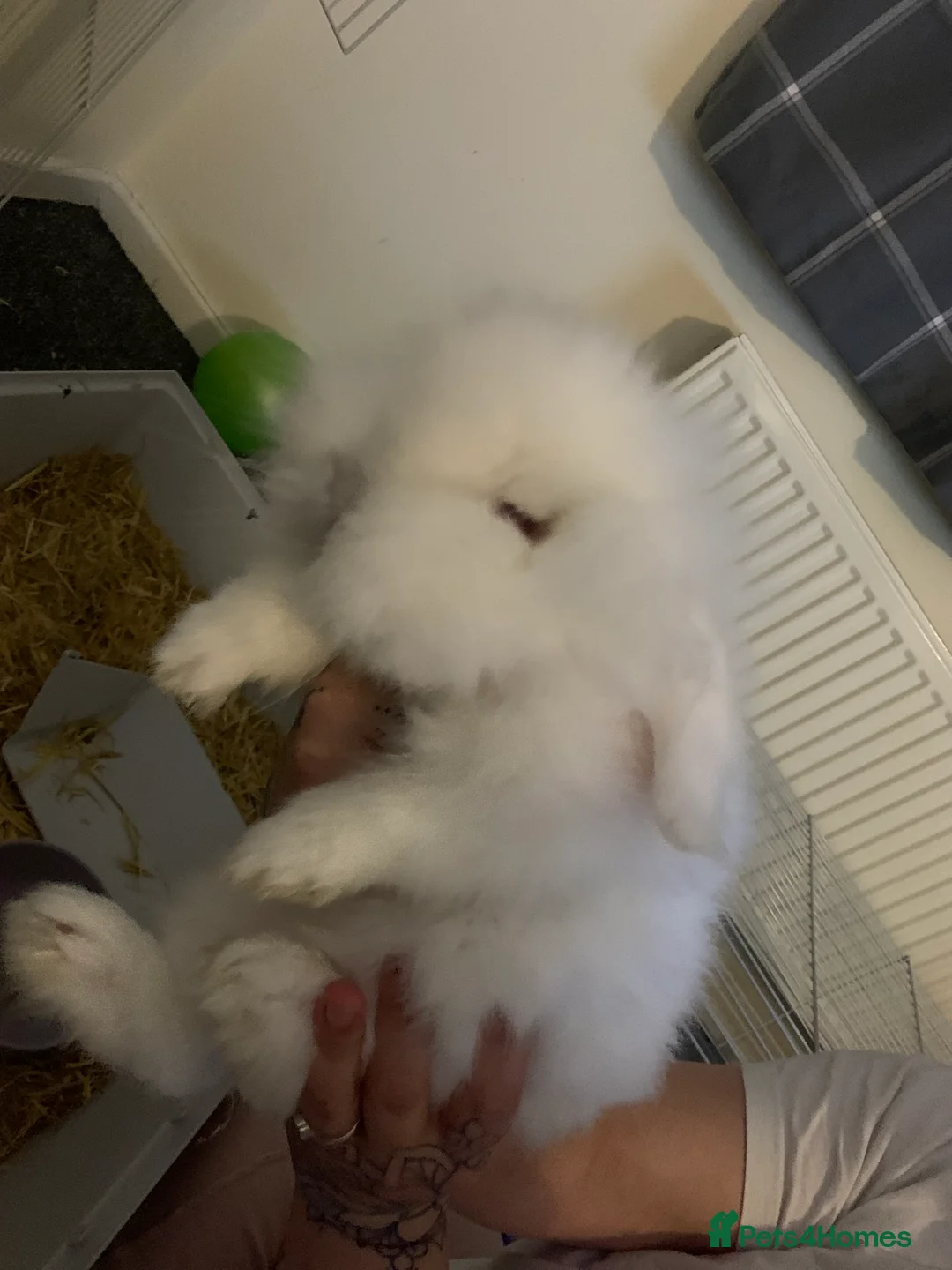Mini Lion Lop rabbits for sale: Male mini lion lop and cage - Advert 2