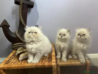 Persian cats Ready Now. 3 little Persian Pirates ready to sail - Advert 6