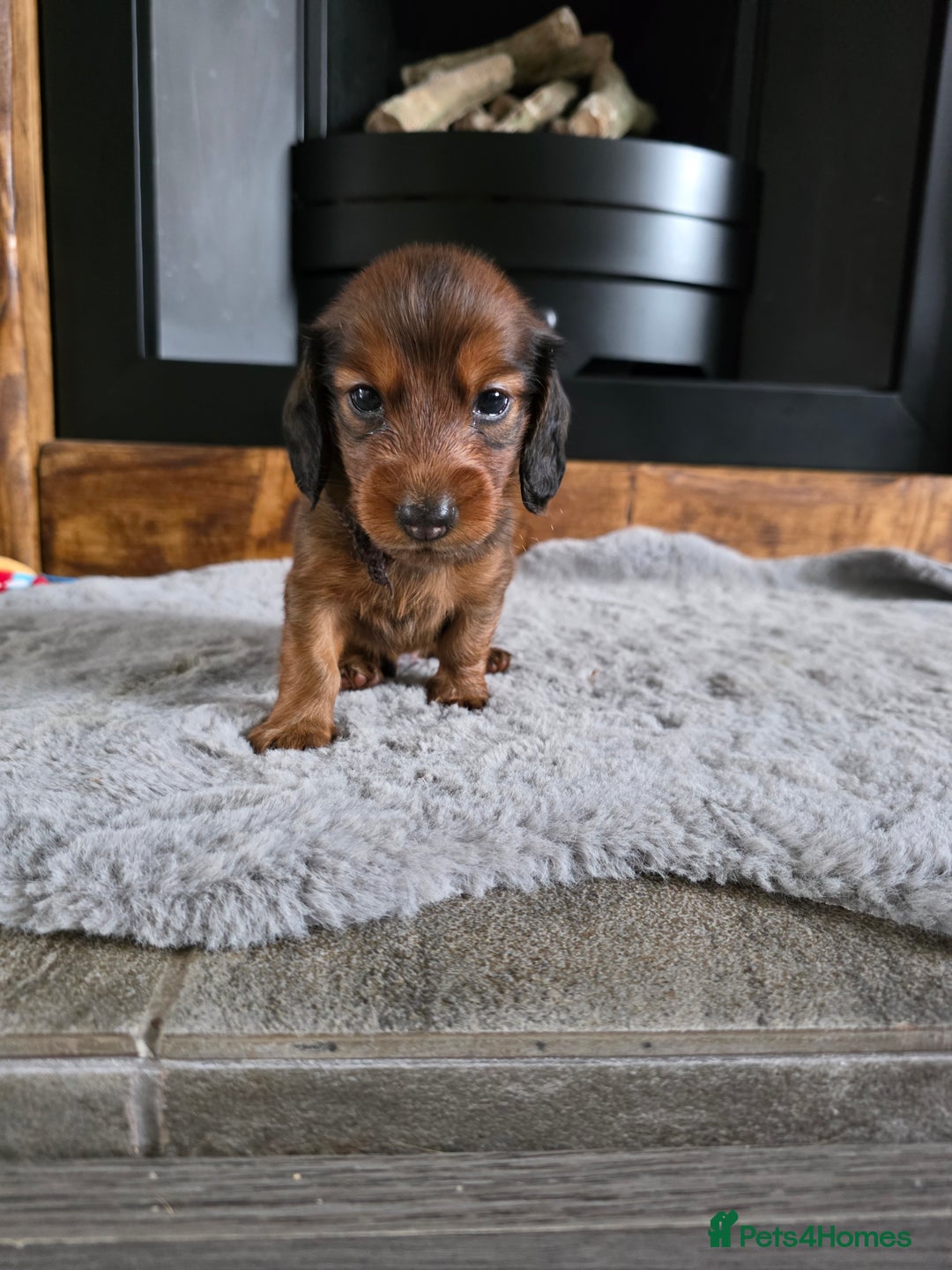 Dachshund dogs for sale: Red long-haired standard dachshund puppies - Image 28