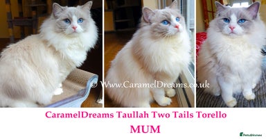 Ragdoll cats - Advert 15