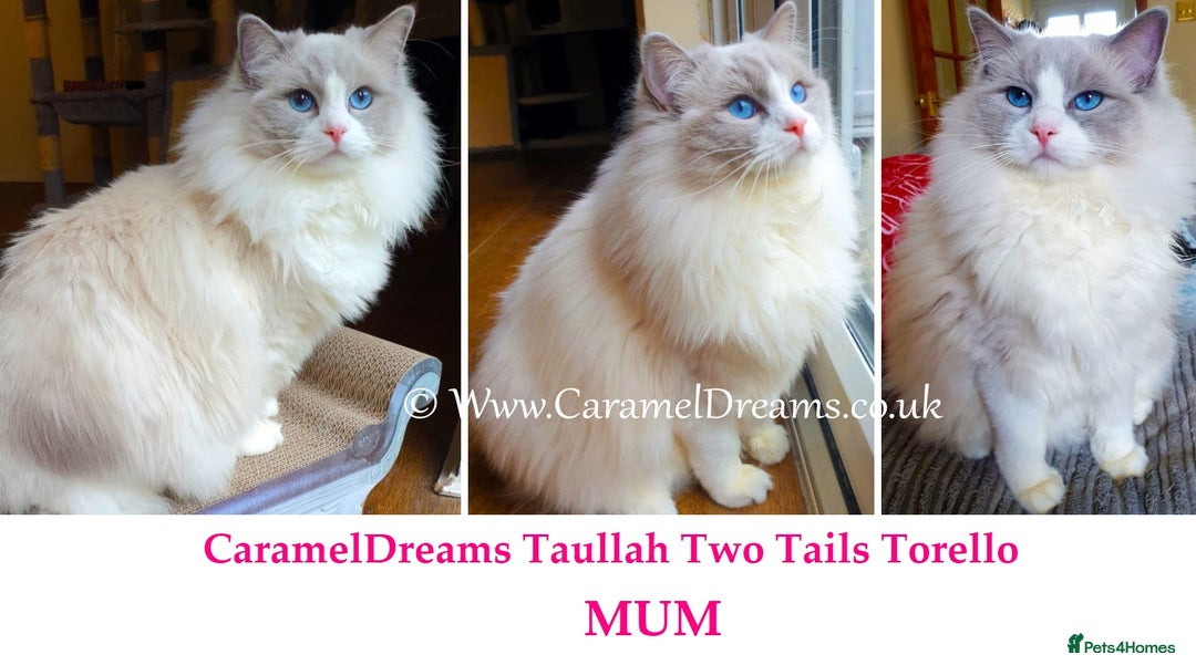 Ragdoll cats for sale: Beautiful Registered Ragdoll Kittens  - Image 3