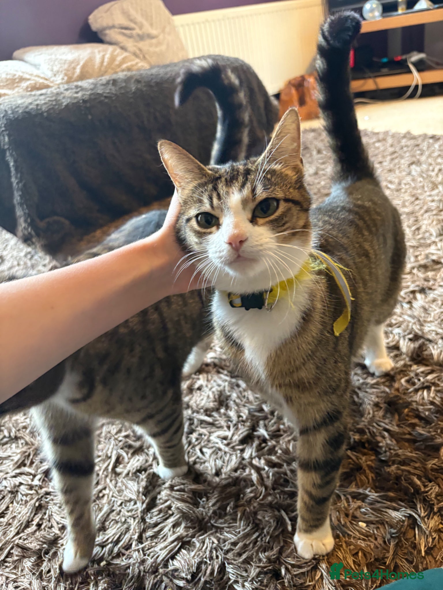 British Shorthair cats 8 cuddly kittens! - Advert 1