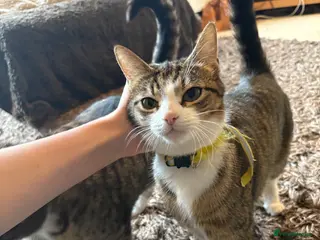 British Shorthair cats 8 cuddly kittens! - Advert 1