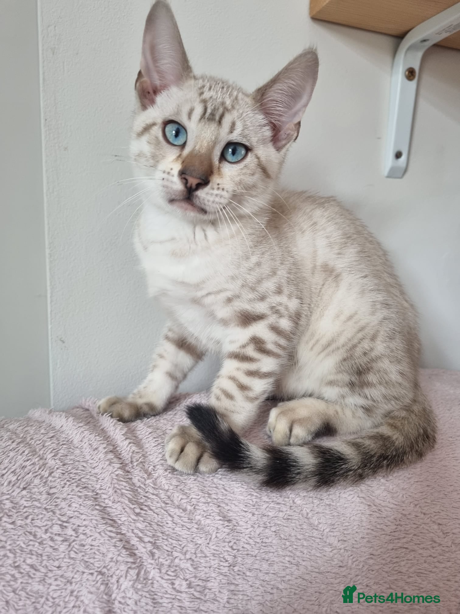 Bengal cats Pedigree Bengal kittens - Advert 2