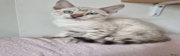 Bengal cats for sale: Pedigree Bengal kittens in West Drayton - Advert 2