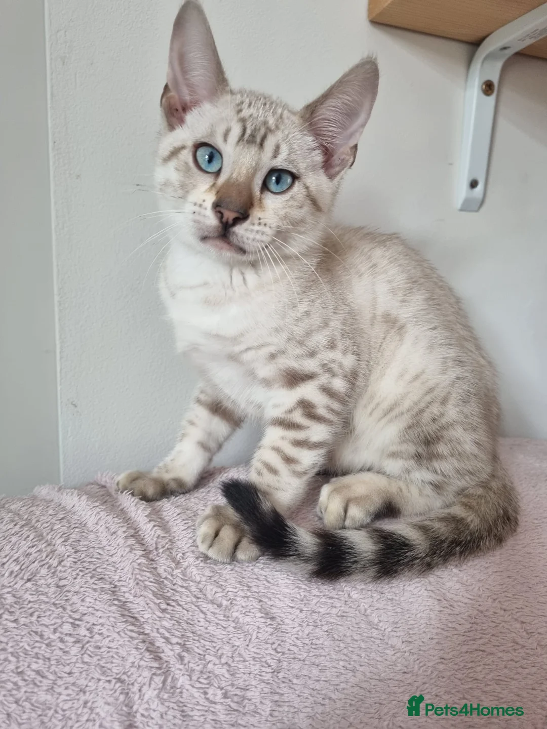 Bengal cats for sale: Pedigree Bengal kittens in West Drayton - Advert 2