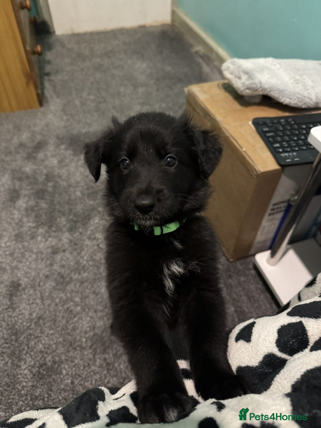 Shepsky dogs for sale: Shepski pups - Advert 19