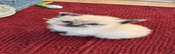 Ragdoll cats for sale: Pedigree Mink Ragdoll Kittens - Advert 4