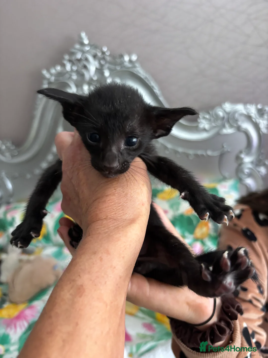 Oriental cats for sale: Oriental and Siamese - Advert 9