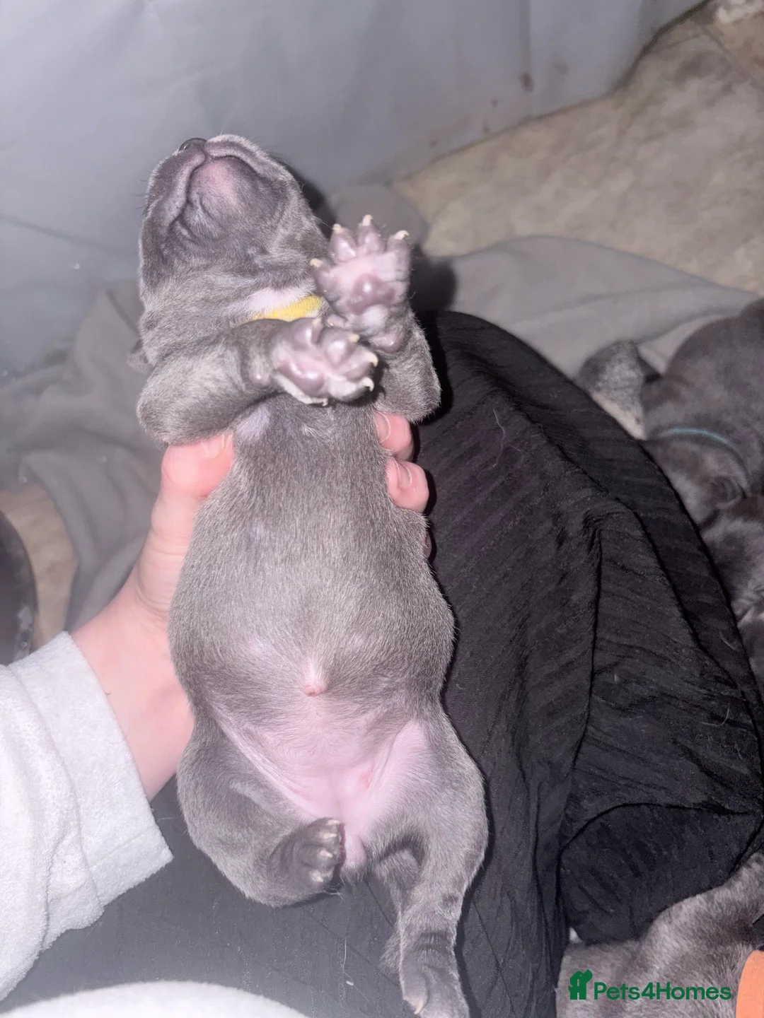 Staffordshire Bull Terrier dogs for sale: KC blue Staffordshire bull terriers  in Royston - Advert 2