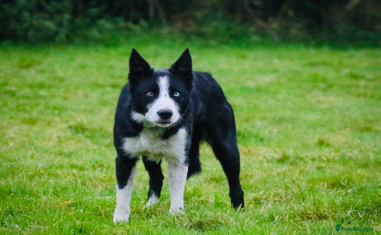 Border Collie dogs - Advert 7
