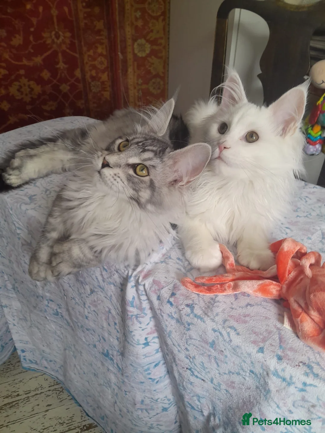 Maine Coon cats for sale: black silver ticked&white boys TICA maine coons - Advert 1