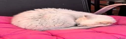 Mixed Breed cats for sale: RESCUE NEEDED!! PLEASE READ - Advert 8
