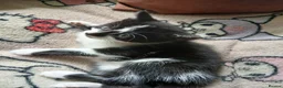 Mixed Breed cats for sale: Adorable cute kitten  - Advert 23