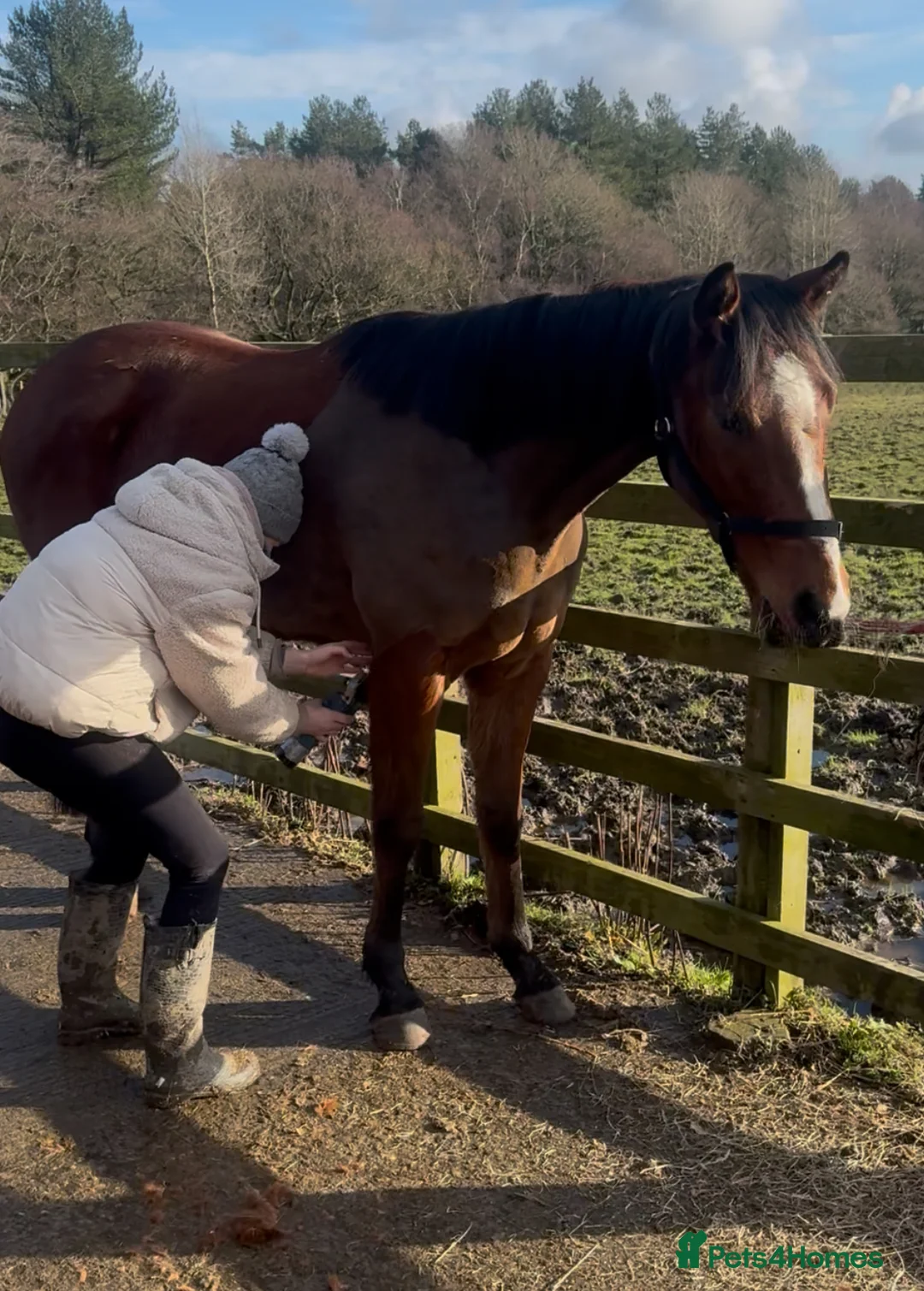 English Thoroughbred horses for sale: 15.2 British tb gelding  - Advert 4