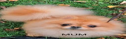 Pomeranian dogs for sale: Bear Type Pomeranian for sale  **  in Bromley - Advert 6