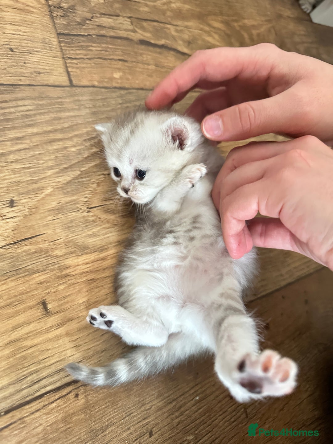 British Shorthair cats for sale: Chunky British Shorthair Kittens - Advert 6