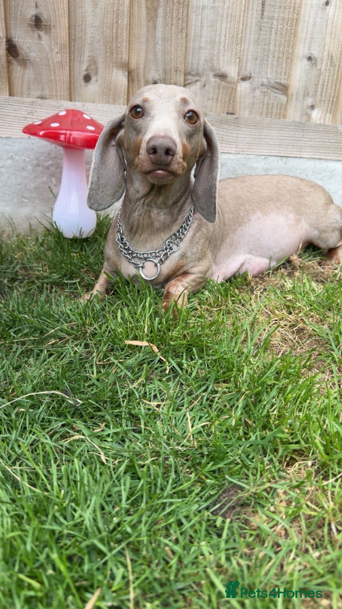 Miniature Dachshund dogs for sale: 🐶 Miniature Dachshund puppies! 🐶 - Advert 3