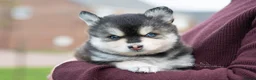 Pomsky dogs for sale: F4 Pomsky females from health tested parents - Advert 5