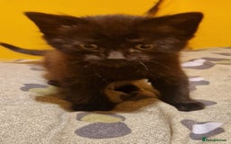 Domestic Shorthair cats for sale: 4 beautiful kittens, ready to go 2nd September  - Image 7