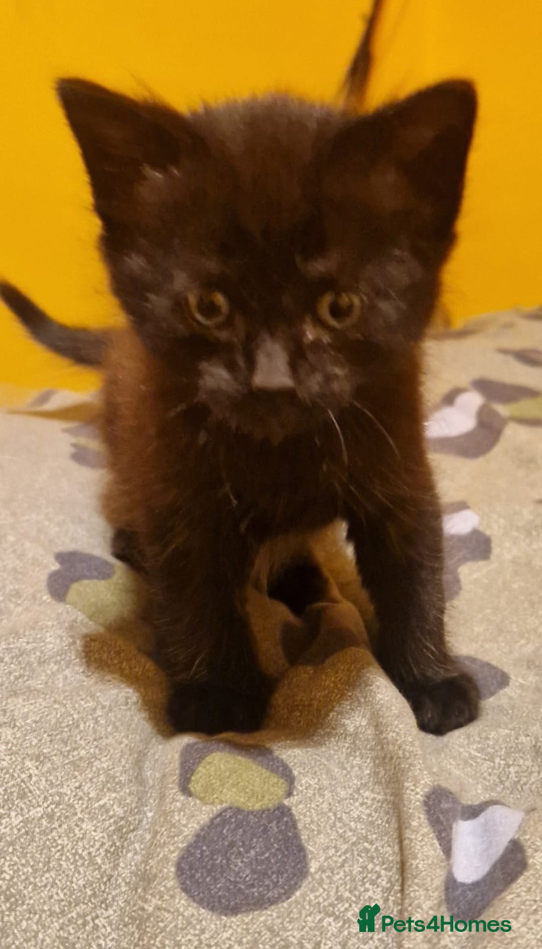 Domestic Shorthair cats for sale: 4 beautiful kittens, ready to go 2nd September  - Image 7