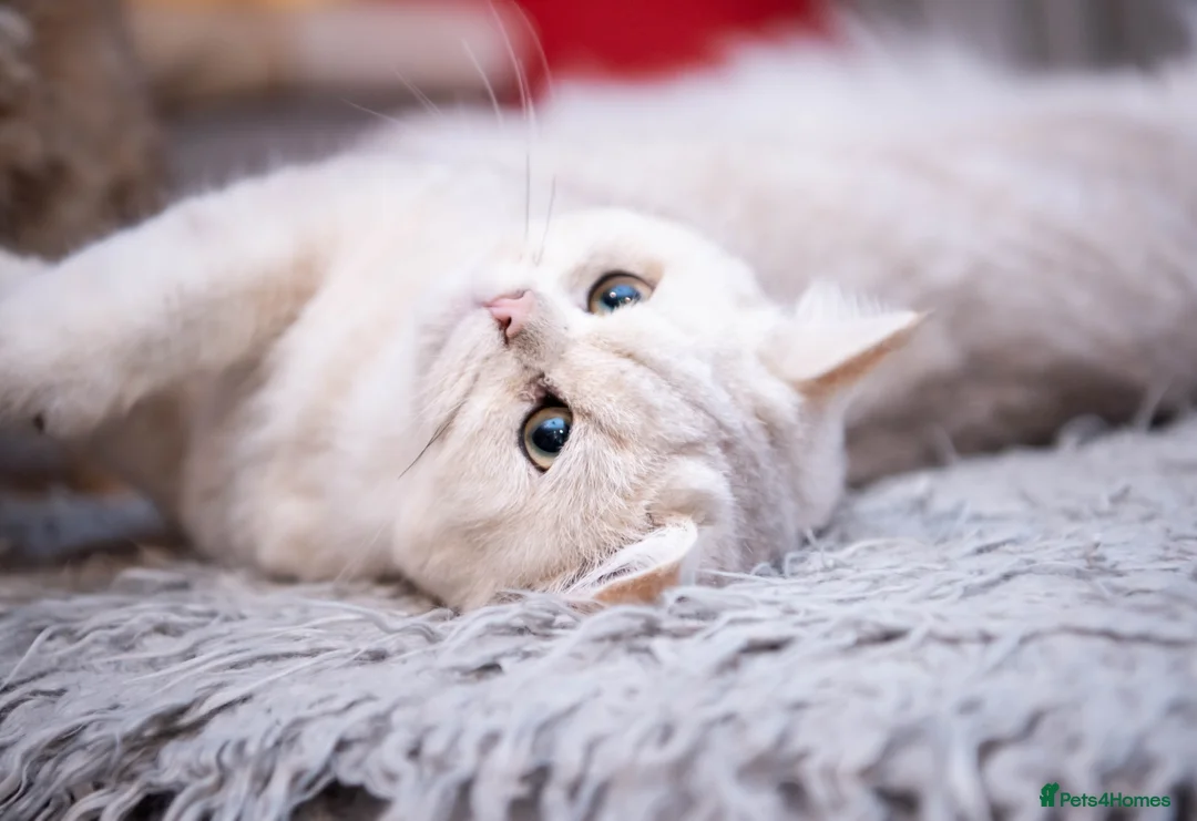 British Shorthair cats for stud: ❤ British ShortHair Active Stud ❤ Champion ❤ in Doncaster - Advert 15