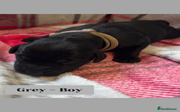 Goldador dogs for sale: Goldador puppies - Image 11