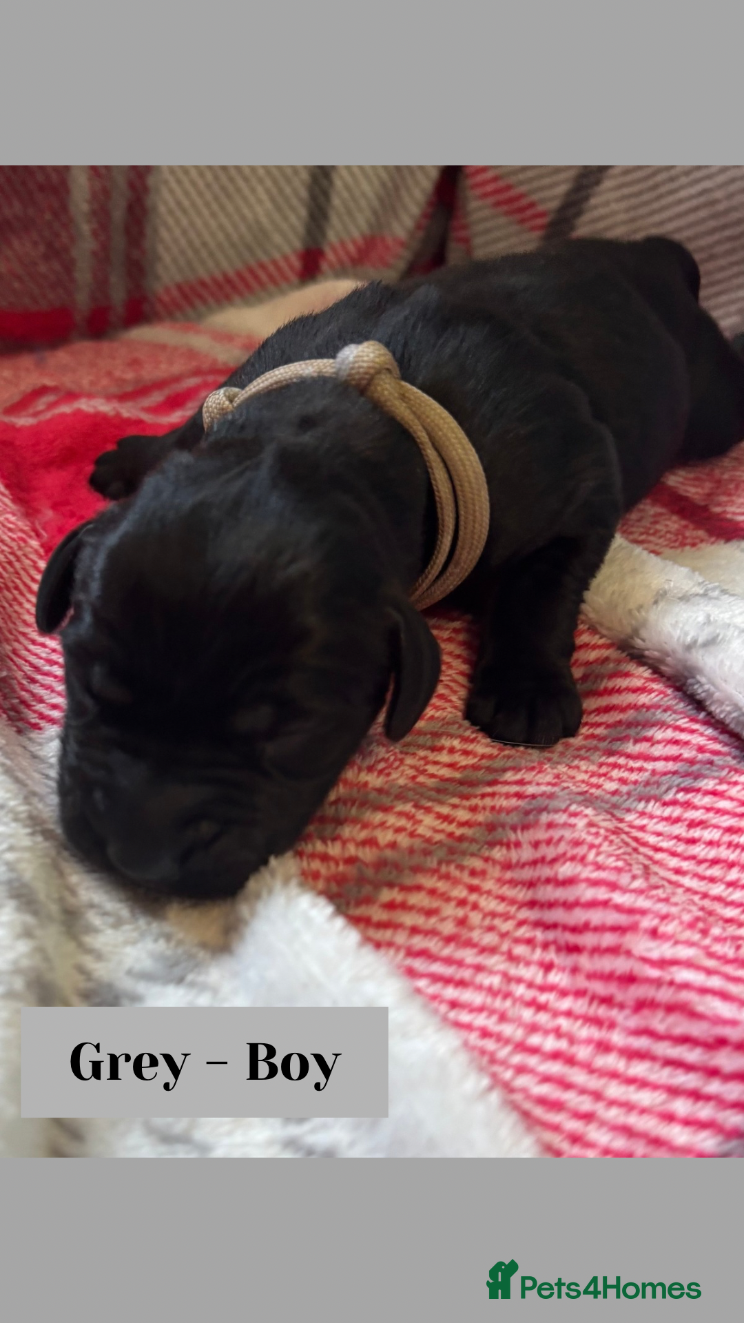 Goldador dogs for sale: Goldador puppies - Image 11