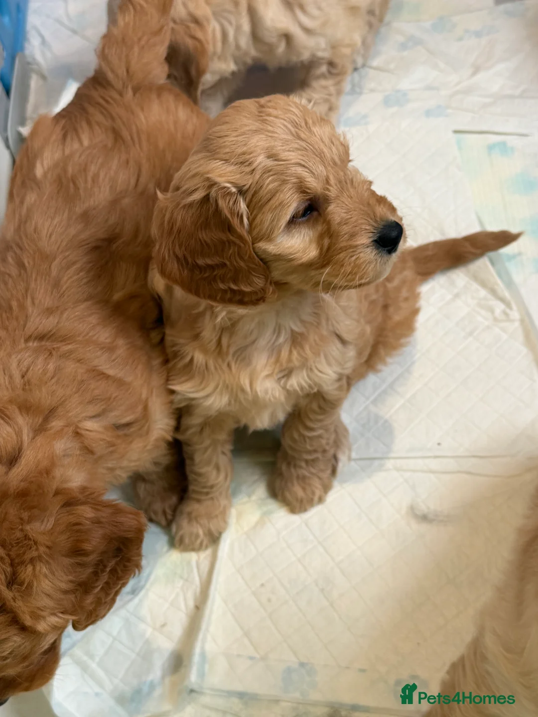 Mini Goldendoodle dogs for sale: Lovely Golden doodle puppies ready now  - Advert 10