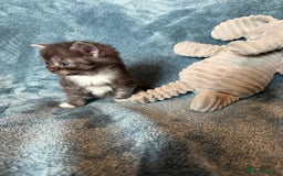 Persian cats for sale: 🌟 2 Chinchilla Persian Boy Kittens 🌟 - Image 19