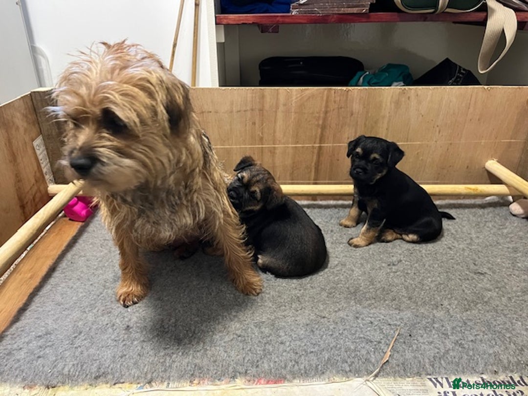 Border Terrier dogs for sale: 2 Beautiful Border Terrier Bitches - NOW RESERVED - Advert 2
