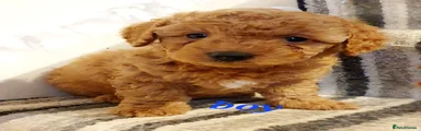Maltipoo 2