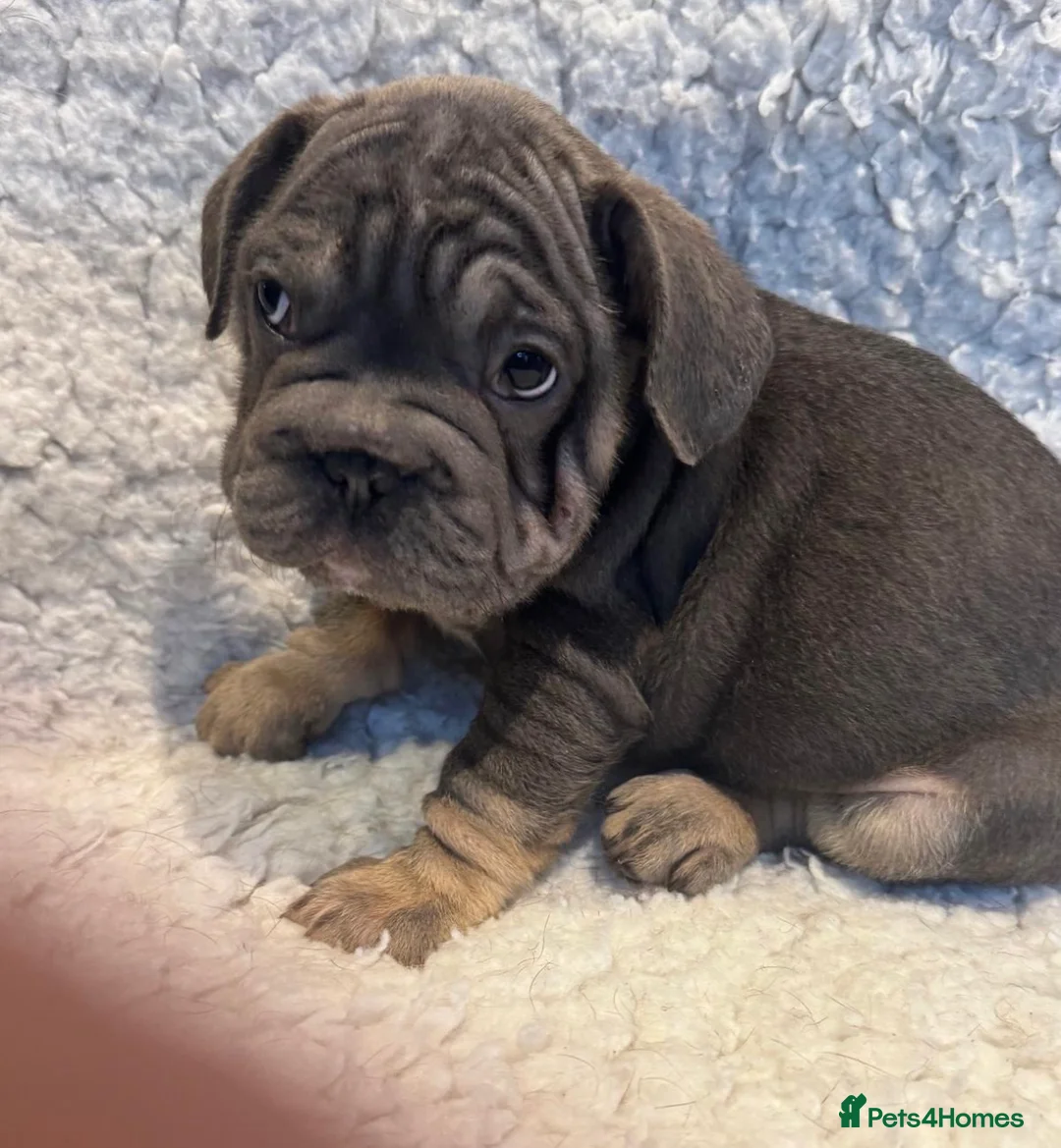 French Bulldog dogs for sale: Beautiful French bulldog puppies - Advert 4