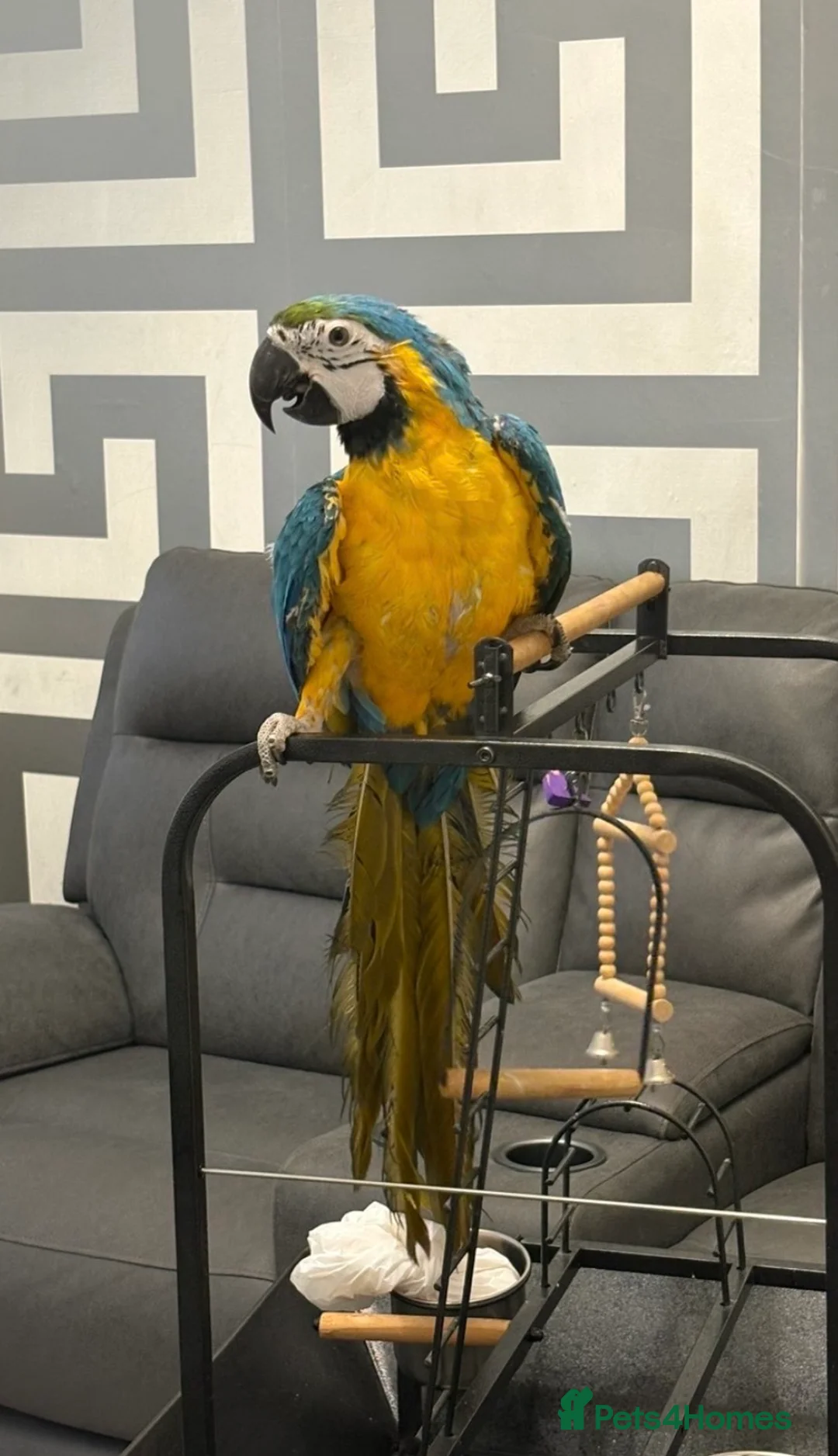 Macaws birds for sale: BABY BLUE AND GOLD MACAW - Advert 5