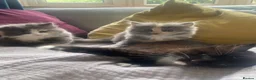Mixed Breed cats for sale: Three kittens for sale - Advert 2