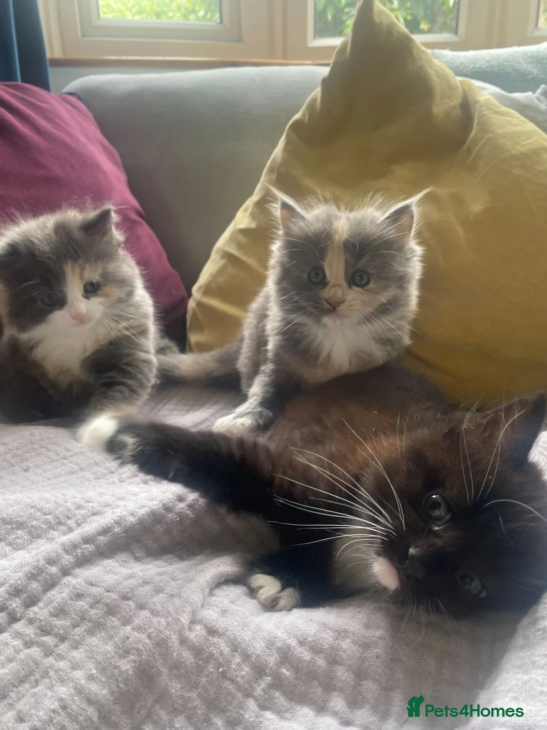 Mixed Breed cats for sale: Three kittens for sale - Advert 2